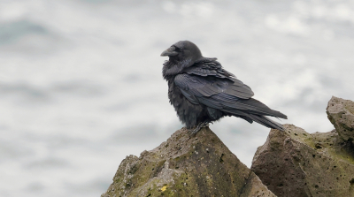 <i class='fa fa-user'></i>&nbsp;Leo Tukker&nbsp;|   Raaf&nbsp; <i class='fa fa-eye'>&nbsp;165</i> &nbsp;<i class='fa fa-thumbs-up'>&nbsp;1</i> &nbsp; <i class='fa fa-comment-o'>&nbsp;1</i>