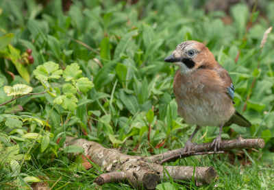 <i class='fa fa-user'></i>&nbsp;PJBeek&nbsp;|   Gaai&nbsp; <i class='fa fa-eye'>&nbsp;117</i> &nbsp; <i class='fa fa-comment-o'>&nbsp;1</i>