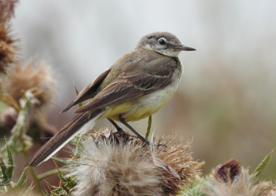 <i class='fa fa-user'></i>&nbsp;Jovanzo&nbsp;|   Gele Kwikstaart&nbsp; <i class='fa fa-eye'>&nbsp;151</i> &nbsp;<i class='fa fa-thumbs-up'>&nbsp;3</i> &nbsp; <i class='fa fa-comment-o'>&nbsp;3</i>