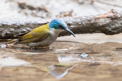 De spiegeling van deze mooie Groenkophoningzuiger in het water is vooral de reden dat ik voor deze foto gekozen heb.