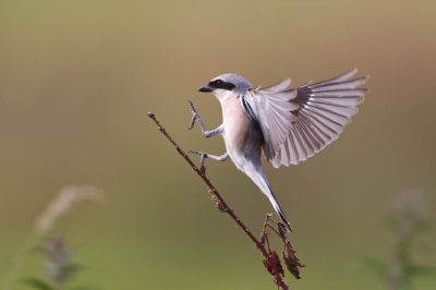 <i class='fa fa-user'></i>&nbsp;Henk Wiebe van der Meulen&nbsp;|   Grauwe Klauwier&nbsp; <i class='fa fa-eye'>&nbsp;215</i> &nbsp; <i class='fa fa-comment-o'>&nbsp;2</i>