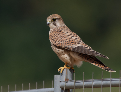 <i class='fa fa-user'></i>&nbsp;gntStattmann&nbsp;|   Torenvalk&nbsp; <i class='fa fa-eye'>&nbsp;152</i> &nbsp;<i class='fa fa-thumbs-up'>&nbsp;1</i> &nbsp; <i class='fa fa-comment-o'>&nbsp;1</i>