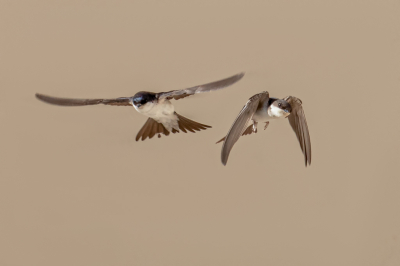 <i class='fa fa-user'></i>&nbsp;Louis56&nbsp;|   Huiszwaluw&nbsp; <i class='fa fa-eye'>&nbsp;231</i> &nbsp; <i class='fa fa-comment-o'>&nbsp;1</i>