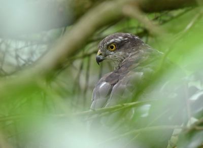 <i class='fa fa-user'></i>&nbsp;henkdikkers&nbsp;|   Sperwer&nbsp; <i class='fa fa-eye'>&nbsp;208</i> &nbsp;<i class='fa fa-thumbs-up'>&nbsp;5</i> &nbsp; <i class='fa fa-comment-o'>&nbsp;5</i>