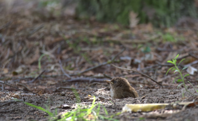 <i class='fa fa-user'></i>&nbsp;RTL&nbsp;|   Winterkoning&nbsp; <i class='fa fa-eye'>&nbsp;183</i> &nbsp;<i class='fa fa-thumbs-up'>&nbsp;4</i> &nbsp; <i class='fa fa-comment-o'>&nbsp;5</i>