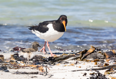 <i class='fa fa-user'></i>&nbsp;DavidvtHof&nbsp;|   Scholekster&nbsp; <i class='fa fa-eye'>&nbsp;143</i> &nbsp; <i class='fa fa-comment-o'>&nbsp;1</i>