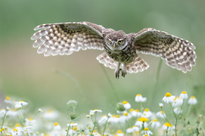 Athene vidalii / Steenuil / Little Owl