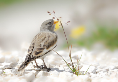 <i class='fa fa-user'></i>&nbsp;HansMolenaar&nbsp;|   Sneeuwvink&nbsp; <i class='fa fa-eye'>&nbsp;232</i> &nbsp;<i class='fa fa-thumbs-up'>&nbsp;6</i> &nbsp; <i class='fa fa-comment-o'>&nbsp;4</i>