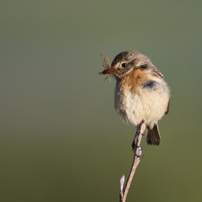<i class='fa fa-user'></i>&nbsp;Frank Schulkes&nbsp;|   Roodborsttapuit&nbsp; <i class='fa fa-eye'>&nbsp;162</i> &nbsp;<i class='fa fa-thumbs-up'>&nbsp;1</i> &nbsp; <i class='fa fa-comment-o'>&nbsp;1</i>