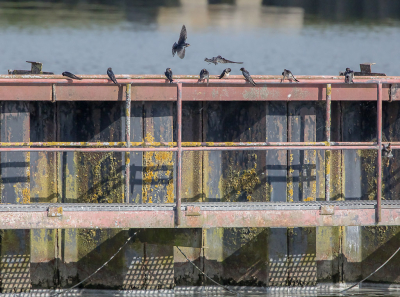 Op een van mijn rondes op zoek naar vlakken en/of lijnen, waarbij zich in de buurt ook nog vogels op zouden houden, stuitte ik op deze plek aan het water. Boerenzwaluwen vlogen af en aan, en landden met regelmaat op dit metalen 'bouwsel' met onmiskenbare lijnen en vlakken. Bewust vormen de lijnen en vlakken de hoofdmoot, maar ook de Boerenzwaluwen staan er netjes op.