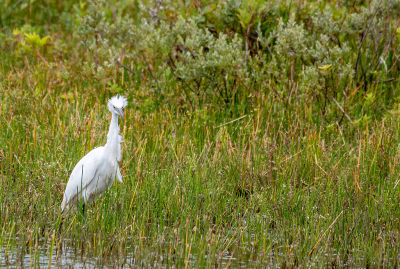 <i class='fa fa-user'></i>&nbsp;Eef Kieft&nbsp;|   Kleine Zilverreiger&nbsp; <i class='fa fa-eye'>&nbsp;154</i> &nbsp;<i class='fa fa-thumbs-up'>&nbsp;1</i> &nbsp; <i class='fa fa-comment-o'>&nbsp;1</i>