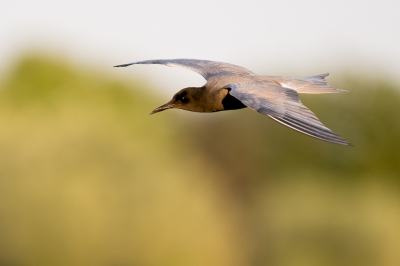 <i class='fa fa-user'></i>&nbsp;christina&nbsp;|   Zwarte Stern&nbsp; <i class='fa fa-eye'>&nbsp;216</i> &nbsp;<i class='fa fa-thumbs-up'>&nbsp;1</i> &nbsp; <i class='fa fa-comment-o'>&nbsp;1</i>