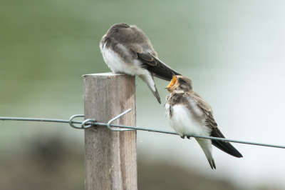 Waren een weekje op Schiermonnikoog. Op weg naar de vogelhut zag ik een groep jonge zwaluwen zitten op een draad van de afrastering.  Sommige hadden erge honger zo te zien.