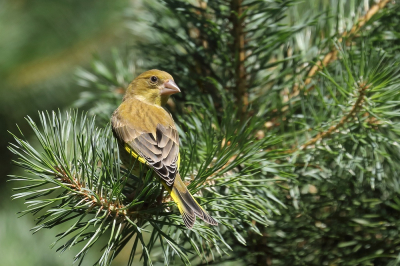 <i class='fa fa-user'></i>&nbsp;hjstukker&nbsp;|   Groenling&nbsp; <i class='fa fa-eye'>&nbsp;124</i> &nbsp; <i class='fa fa-comment-o'>&nbsp;1</i>