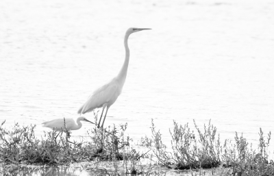 <i class='fa fa-user'></i>&nbsp;Eef Kieft&nbsp;|   Kleine Zilverreiger&nbsp; <i class='fa fa-eye'>&nbsp;144</i> &nbsp;<i class='fa fa-thumbs-up'>&nbsp;3</i> &nbsp; <i class='fa fa-comment-o'>&nbsp;4</i>