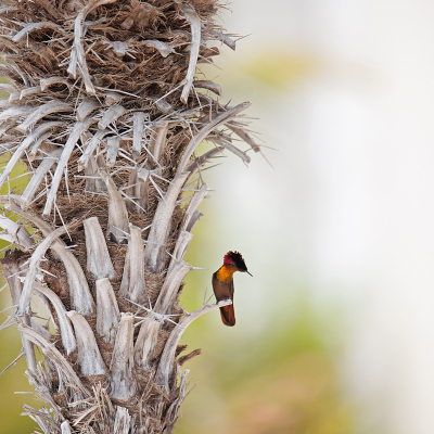 <i class='fa fa-user'></i>&nbsp;Erik van Ark&nbsp;|   Muskietkolibrie&nbsp; <i class='fa fa-eye'>&nbsp;207</i> &nbsp;<i class='fa fa-thumbs-up'>&nbsp;6</i> &nbsp; <i class='fa fa-comment-o'>&nbsp;6</i>