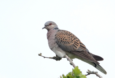 <i class='fa fa-user'></i>&nbsp;ko katsman&nbsp;|   Zomertortel&nbsp; <i class='fa fa-eye'>&nbsp;244</i> &nbsp;<i class='fa fa-thumbs-up'>&nbsp;1</i> &nbsp; <i class='fa fa-comment-o'>&nbsp;1</i>