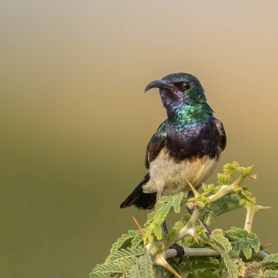 Sunbirds, wat een groot aantal verschillende Sunbirds toonde Turejeng ons. Het was enorm genieten, maar het was niet altijd even eenvoudig deze kleine snelle vogels te fotograferen.