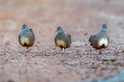 Erg vroeg in de ochtend met (te) weinig licht toonde deze patrijzen zich een 2 tal keer aan ons op de weg. De eerste keer tekort om een juiste foto te maken, maar de 2e keer was ik voorbereid en lag ik tijdig op de grond om deze foto te maken.