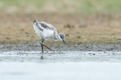 <i class='fa fa-user'></i>&nbsp;christina&nbsp;|   Kluut&nbsp; <i class='fa fa-eye'>&nbsp;154</i> &nbsp;<i class='fa fa-thumbs-up'>&nbsp;1</i> &nbsp; <i class='fa fa-comment-o'>&nbsp;3</i>