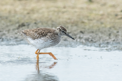 Ook de jonge Tureluurs liepen te paraderen langs de rand van het water. Ook de ouder hield ze goed in de gaten al liepen ze best wel een eind weg van de ouder.  Ze liepen heel dichtbij dus kon ze goed fotograferen.