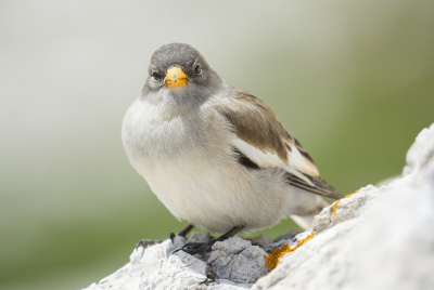 <i class='fa fa-user'></i>&nbsp;HansMolenaar&nbsp;|   Sneeuwvink&nbsp; <i class='fa fa-eye'>&nbsp;170</i> &nbsp; <i class='fa fa-comment-o'>&nbsp;4</i>