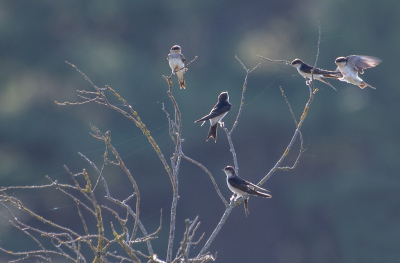 <i class='fa fa-user'></i>&nbsp;Eef Kieft&nbsp;|   Huiszwaluw&nbsp; <i class='fa fa-eye'>&nbsp;205</i> &nbsp;<i class='fa fa-thumbs-up'>&nbsp;2</i> &nbsp; <i class='fa fa-comment-o'>&nbsp;6</i>