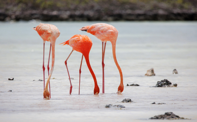 Bonaire, flamingo eiland.
In het oosten, op weg naar Lac Cai Beach, verschillende flamingo's tegengekomen die vlak bij de weg liepen. En niet bang waren.
Dit is n van de foto's van een deel van het groepje.