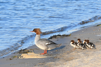 <i class='fa fa-user'></i>&nbsp;hosperh&nbsp;|   Grote Zaagbek&nbsp; <i class='fa fa-eye'>&nbsp;305</i> &nbsp;<i class='fa fa-thumbs-up'>&nbsp;1</i> &nbsp; <i class='fa fa-comment-o'>&nbsp;8</i>