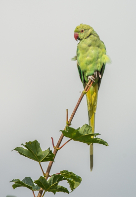 <i class='fa fa-user'></i>&nbsp;pietwil&nbsp;|   Halsbandparkiet&nbsp; <i class='fa fa-eye'>&nbsp;151</i> &nbsp; <i class='fa fa-comment-o'>&nbsp;2</i>