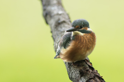 <i class='fa fa-user'></i>&nbsp;henksteen&nbsp;|   IJsvogel&nbsp; <i class='fa fa-eye'>&nbsp;197</i> &nbsp;<i class='fa fa-thumbs-up'>&nbsp;1</i> &nbsp; <i class='fa fa-comment-o'>&nbsp;2</i>