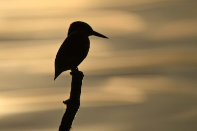 <i class='fa fa-user'></i>&nbsp;Arne Bakker&nbsp;|   IJsvogel&nbsp; <i class='fa fa-eye'>&nbsp;164</i> &nbsp;<i class='fa fa-thumbs-up'>&nbsp;3</i> &nbsp; <i class='fa fa-comment-o'>&nbsp;6</i>