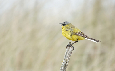 <i class='fa fa-user'></i>&nbsp;nelappelmelk&nbsp;|   Gele Kwikstaart&nbsp; <i class='fa fa-eye'>&nbsp;137</i> &nbsp;<i class='fa fa-thumbs-up'>&nbsp;1</i> &nbsp; <i class='fa fa-comment-o'>&nbsp;2</i>