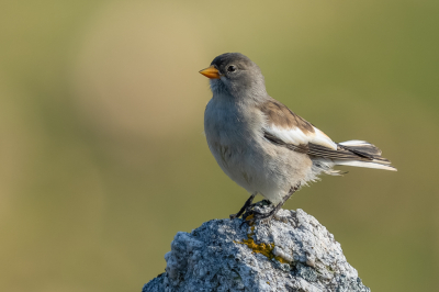 <i class='fa fa-user'></i>&nbsp;Vincent Vuik&nbsp;|   Sneeuwvink&nbsp; <i class='fa fa-eye'>&nbsp;234</i> &nbsp;<i class='fa fa-thumbs-up'>&nbsp;9</i> &nbsp; <i class='fa fa-comment-o'>&nbsp;9</i>