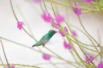 <i class='fa fa-user'></i>&nbsp;Erik van Ark&nbsp;|   Blauwstaartsmaragdkolibrie&nbsp; <i class='fa fa-eye'>&nbsp;166</i> &nbsp; <i class='fa fa-comment-o'>&nbsp;3</i>