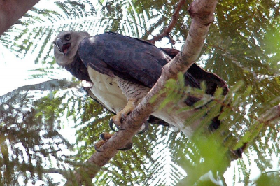 The bird is in the wild. There's a couple's nest near the city of Alta Floresta (Mato Grosso), and this is the female. The previous picture was taked in the same place, but with a teleconverter, and it was the male.