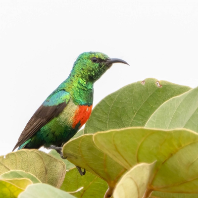 <i class='fa fa-user'></i>&nbsp;harrie69&nbsp;|   Fee�nhoningzuiger&nbsp; <i class='fa fa-eye'>&nbsp;142</i> &nbsp;<i class='fa fa-thumbs-up'>&nbsp;3</i> &nbsp; <i class='fa fa-comment-o'>&nbsp;2</i>