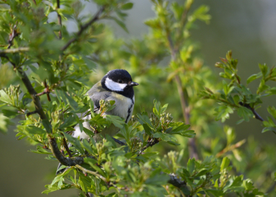 <i class='fa fa-user'></i>&nbsp;Frank Schulkes&nbsp;|   Koolmees&nbsp; <i class='fa fa-eye'>&nbsp;153</i> &nbsp;<i class='fa fa-thumbs-up'>&nbsp;1</i> &nbsp; <i class='fa fa-comment-o'>&nbsp;3</i>