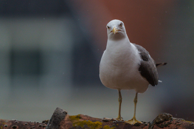 <i class='fa fa-user'></i> GeertN |   Kleine Mantelmeeuw  <i class='fa fa-eye'> 73</i>   <i class='fa fa-comment-o'> 17</i>