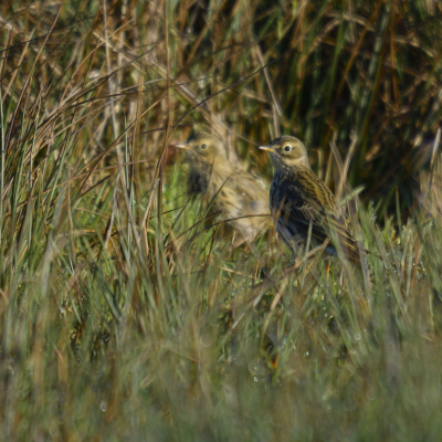 Begin april was het komen en gaan van graspiepers in deze biotoop. Hier een koppel dat zijn naam eer aan doet en opgaat in het gras. Deze foto gekozen om het verschil tussen man en vrouw uit te lichten.