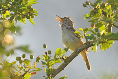 <i class='fa fa-user'></i>&nbsp;Johan G&nbsp;|   Struikrietzanger&nbsp; <i class='fa fa-eye'>&nbsp;188</i> &nbsp;<i class='fa fa-thumbs-up'>&nbsp;8</i> &nbsp; <i class='fa fa-comment-o'>&nbsp;5</i>