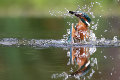 <i class='fa fa-user'></i>&nbsp;Marie-Jos� Boon&nbsp;|   IJsvogel&nbsp; <i class='fa fa-eye'>&nbsp;286</i> &nbsp;<i class='fa fa-thumbs-up'>&nbsp;1</i> &nbsp; <i class='fa fa-comment-o'>&nbsp;8</i>