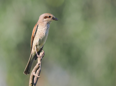 <i class='fa fa-user'></i>&nbsp;Krijn Dijkema&nbsp;|   Grauwe Klauwier&nbsp; <i class='fa fa-eye'>&nbsp;190</i> &nbsp;<i class='fa fa-thumbs-up'>&nbsp;2</i> &nbsp; <i class='fa fa-comment-o'>&nbsp;2</i>