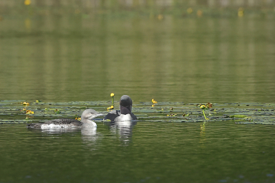 <i class='fa fa-user'></i>&nbsp;Alex Roetemeijer&nbsp;|   Parelduiker&nbsp; <i class='fa fa-eye'>&nbsp;197</i> &nbsp; <i class='fa fa-comment-o'>&nbsp;1</i>