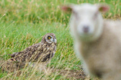 <i class='fa fa-user'></i>&nbsp;GeertN&nbsp;|   Velduil&nbsp; <i class='fa fa-eye'>&nbsp;215</i> &nbsp; <i class='fa fa-comment-o'>&nbsp;4</i>