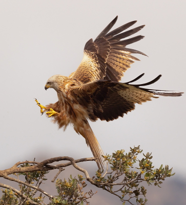 <i class='fa fa-user'></i>&nbsp;Ben Reitsma&nbsp;|   Rode Wouw&nbsp; <i class='fa fa-eye'>&nbsp;229</i> &nbsp;<i class='fa fa-thumbs-up'>&nbsp;9</i> &nbsp; <i class='fa fa-comment-o'>&nbsp;4</i>