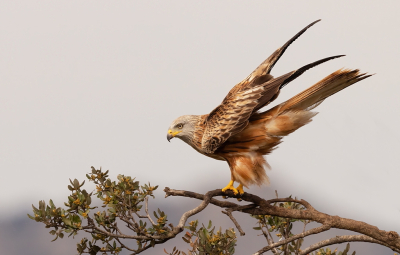 <i class='fa fa-user'></i>&nbsp;Ben Reitsma&nbsp;|   Rode Wouw&nbsp; <i class='fa fa-eye'>&nbsp;262</i> &nbsp;<i class='fa fa-thumbs-up'>&nbsp;7</i> &nbsp; <i class='fa fa-comment-o'>&nbsp;8</i>