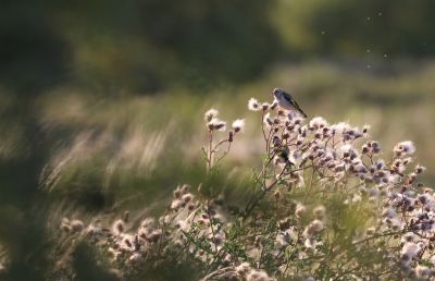 <i class='fa fa-user'></i>&nbsp;Mark de Bruijn&nbsp;|   Putter&nbsp; <i class='fa fa-eye'>&nbsp;156</i> &nbsp; <i class='fa fa-comment-o'>&nbsp;2</i>