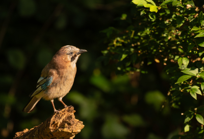 <i class='fa fa-user'></i>&nbsp;PJBeek&nbsp;|   Gaai&nbsp; <i class='fa fa-eye'>&nbsp;112</i> &nbsp; <i class='fa fa-comment-o'>&nbsp;1</i>