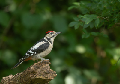 <i class='fa fa-user'></i>&nbsp;PJBeek&nbsp;|   Grote Bonte Specht&nbsp; <i class='fa fa-eye'>&nbsp;154</i> &nbsp;<i class='fa fa-thumbs-up'>&nbsp;2</i> &nbsp; <i class='fa fa-comment-o'>&nbsp;3</i>